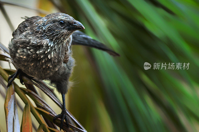 Apostlebird (Struthidea灰质)